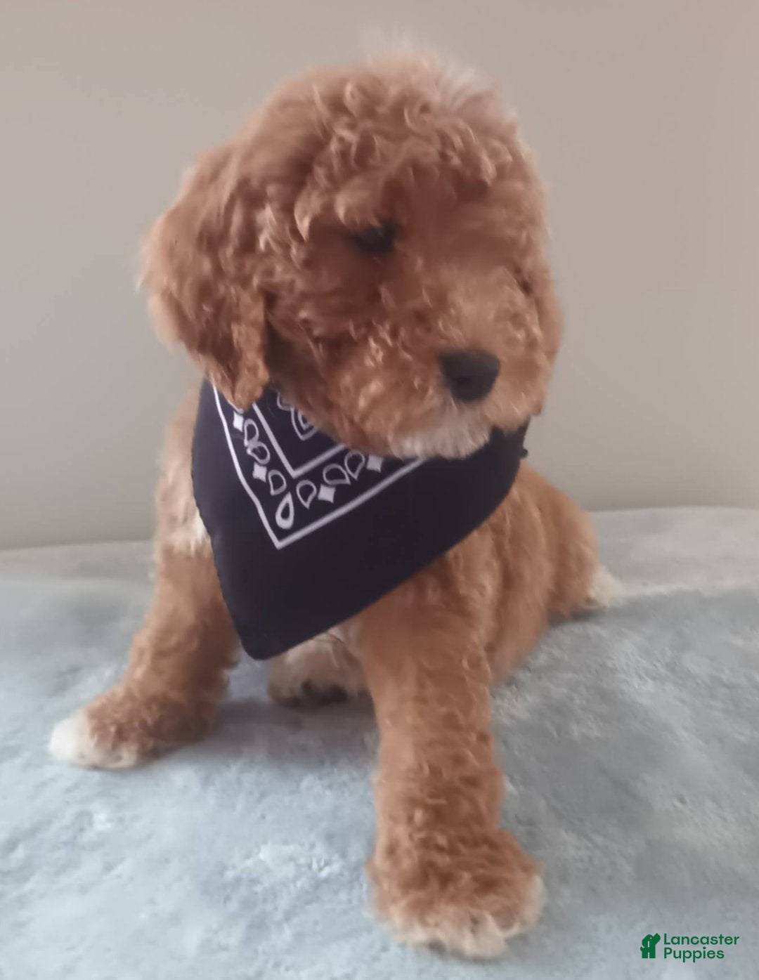 Goldendoodle dogs for sale: Teddy Bear - Ad 3