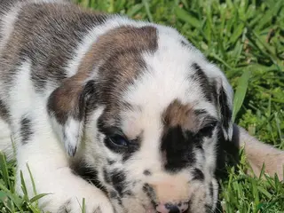 Great Dane dogs Maggie - Ad 21