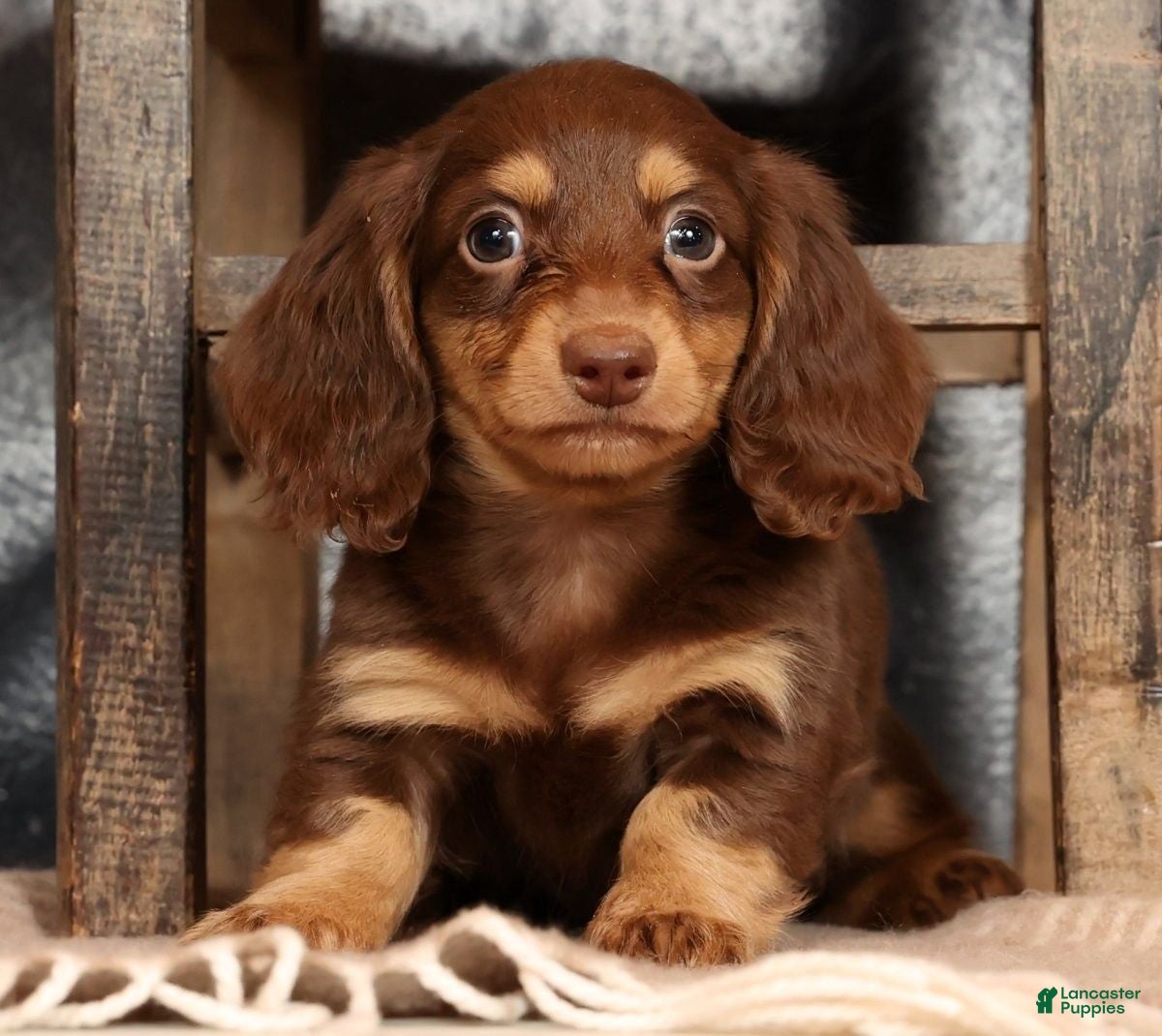 Miniature Dachshund dogs Freddy - Ad 24