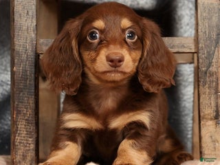 Miniature Dachshund dogs Freddy - Ad 24