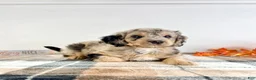 Bernedoodle dogs for sale: Draco - Ad 5