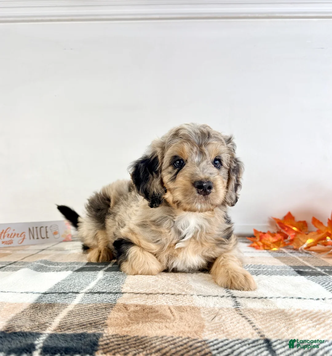 Bernedoodle dogs for sale: Draco - Ad 5