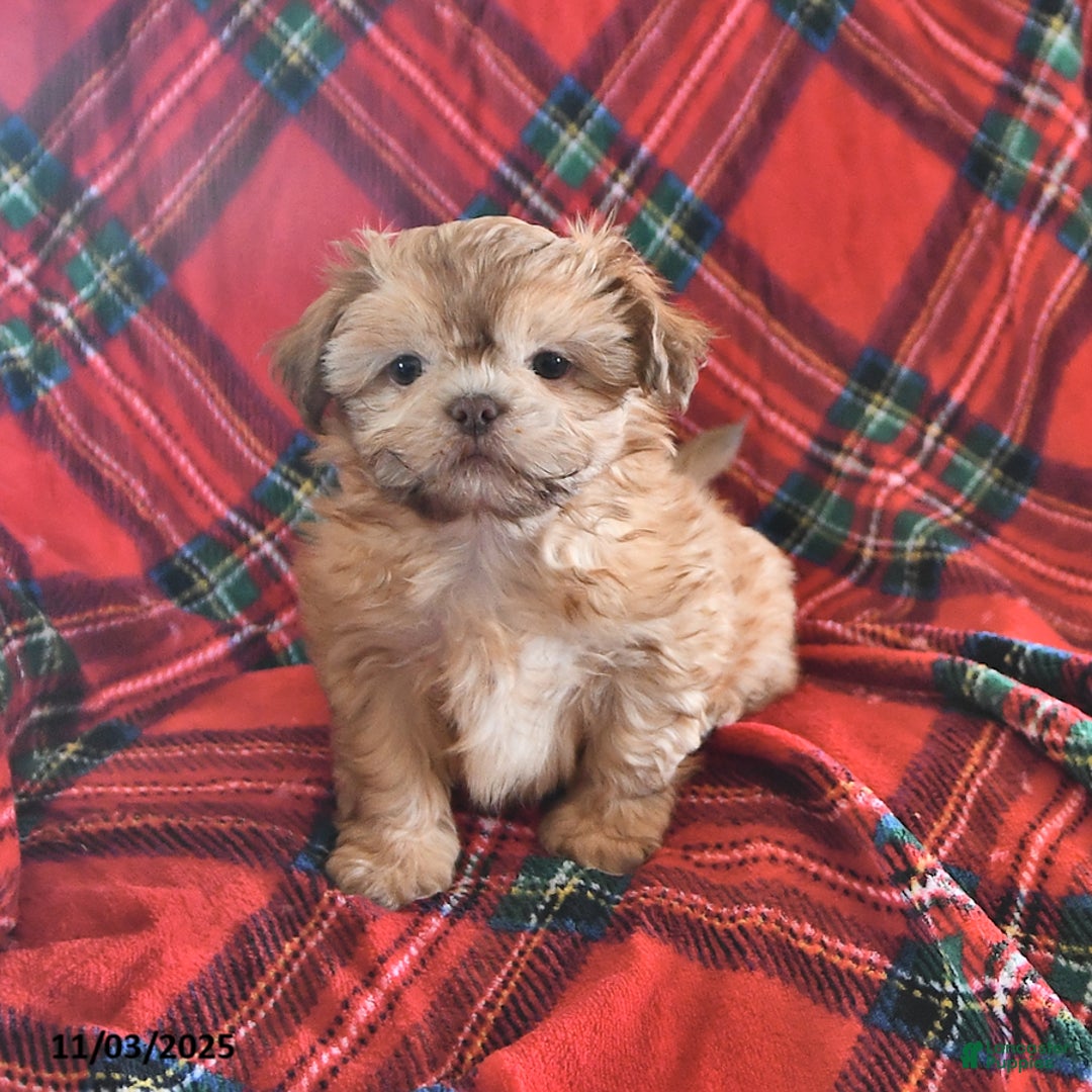 Teddy Bear dogs for sale: Rex - Ad 4