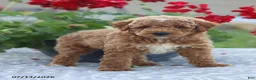 Miniature Poodle dogs for sale: Nathan - Ad 10