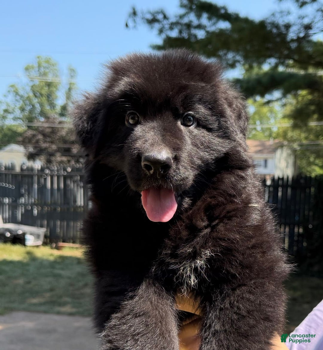 German Shepherd Chow Mix Puppy For Sale German Shepherd Puppies