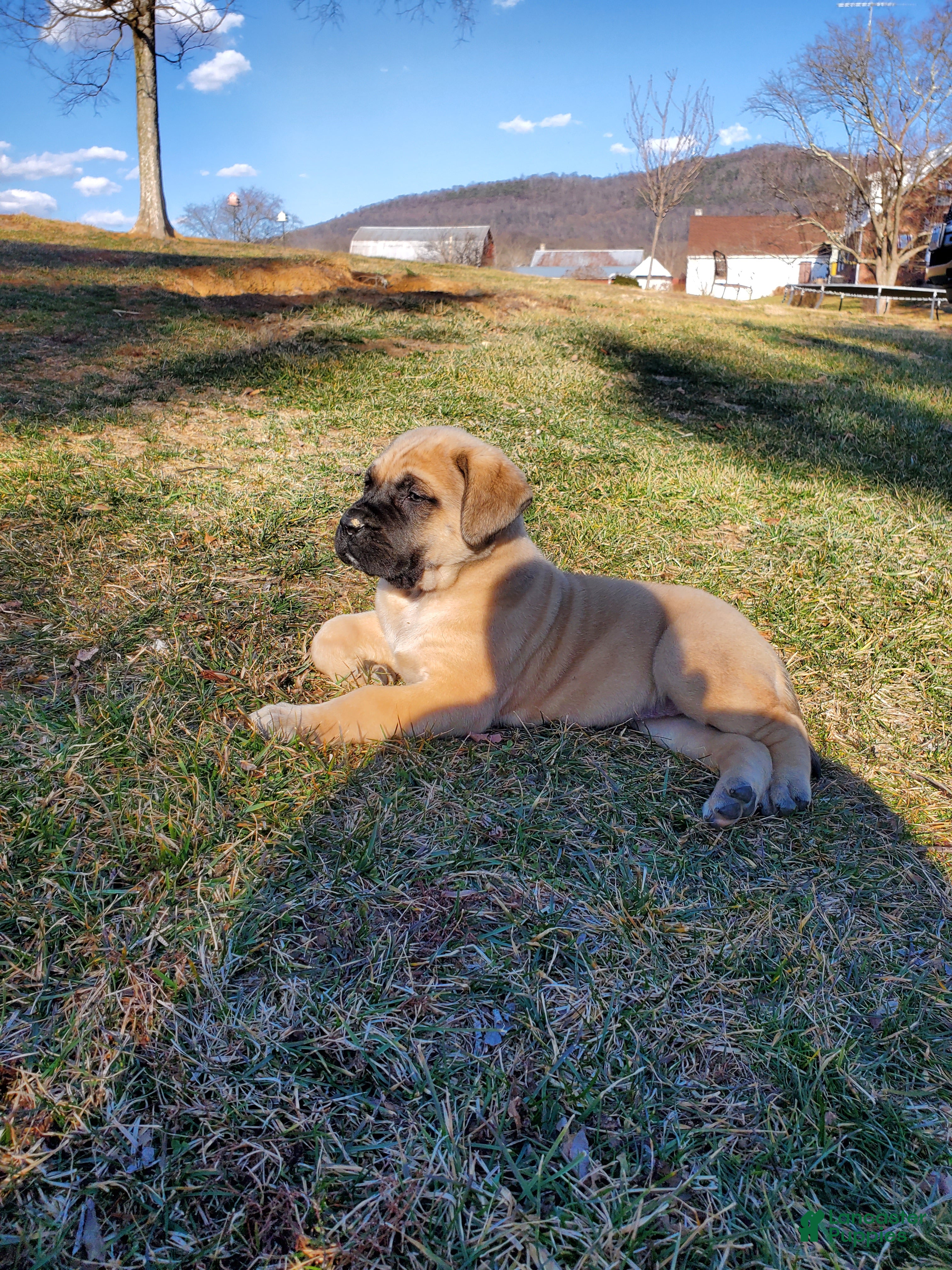 English Mastiff dogs Becky - Ad 2