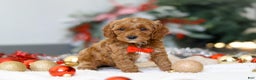 Cockapoo dogs for sale: Hudson - Ad 1