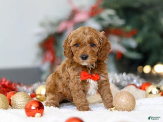 Cockapoo dogs Hudson - Ad 17