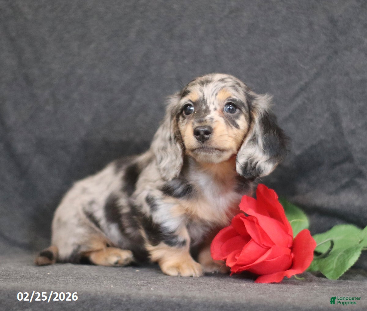 Miniature Dachshund dogs Miles - Ad 2