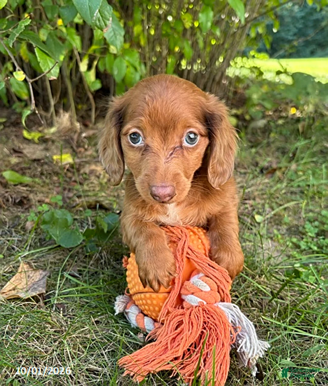 Dachshund dogs for sale: Sebastian - Ad 2