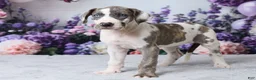 Great Dane dogs for sale: Annie - Ad 1