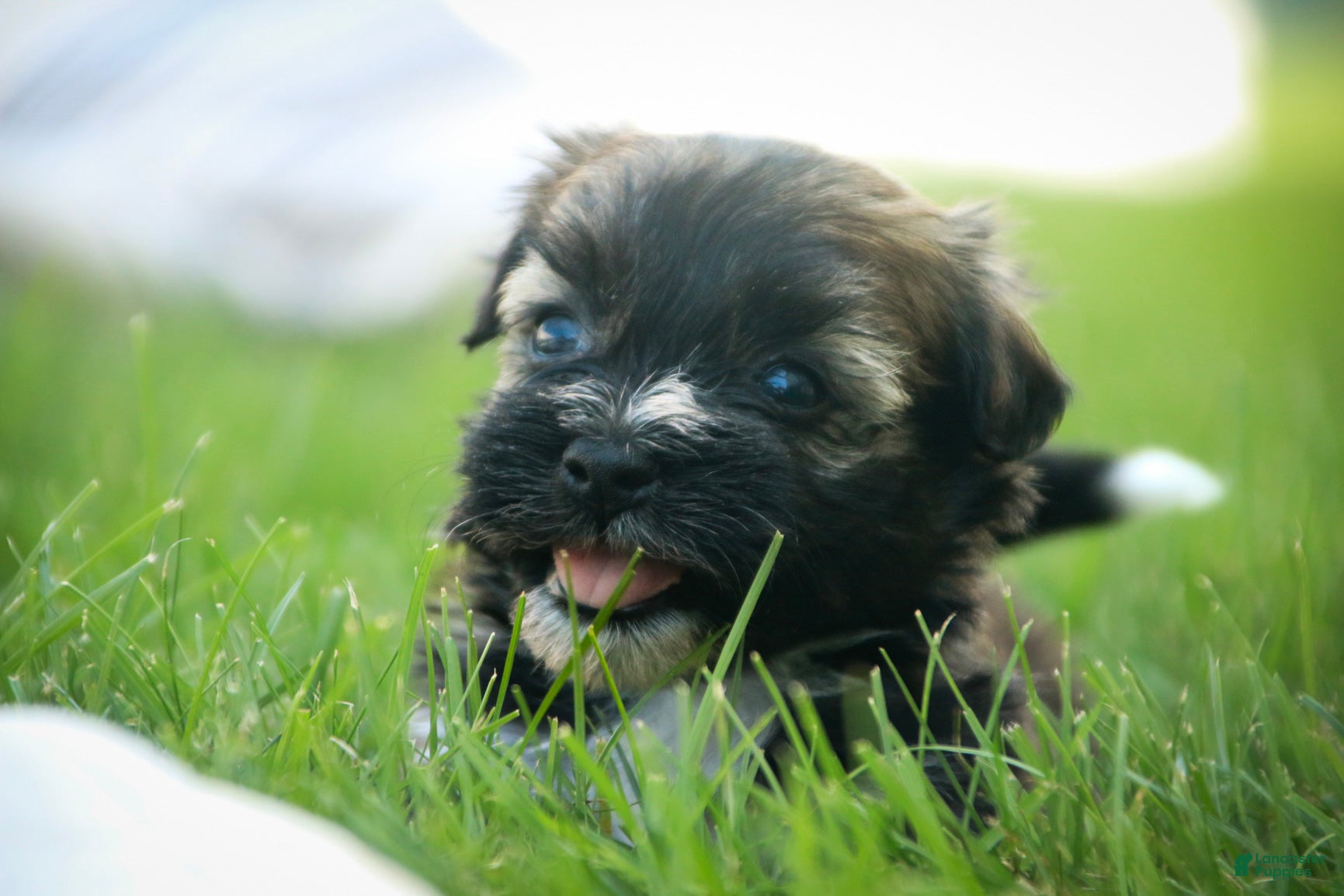 Havanese dogs Blitz Havanese  - Ad 1