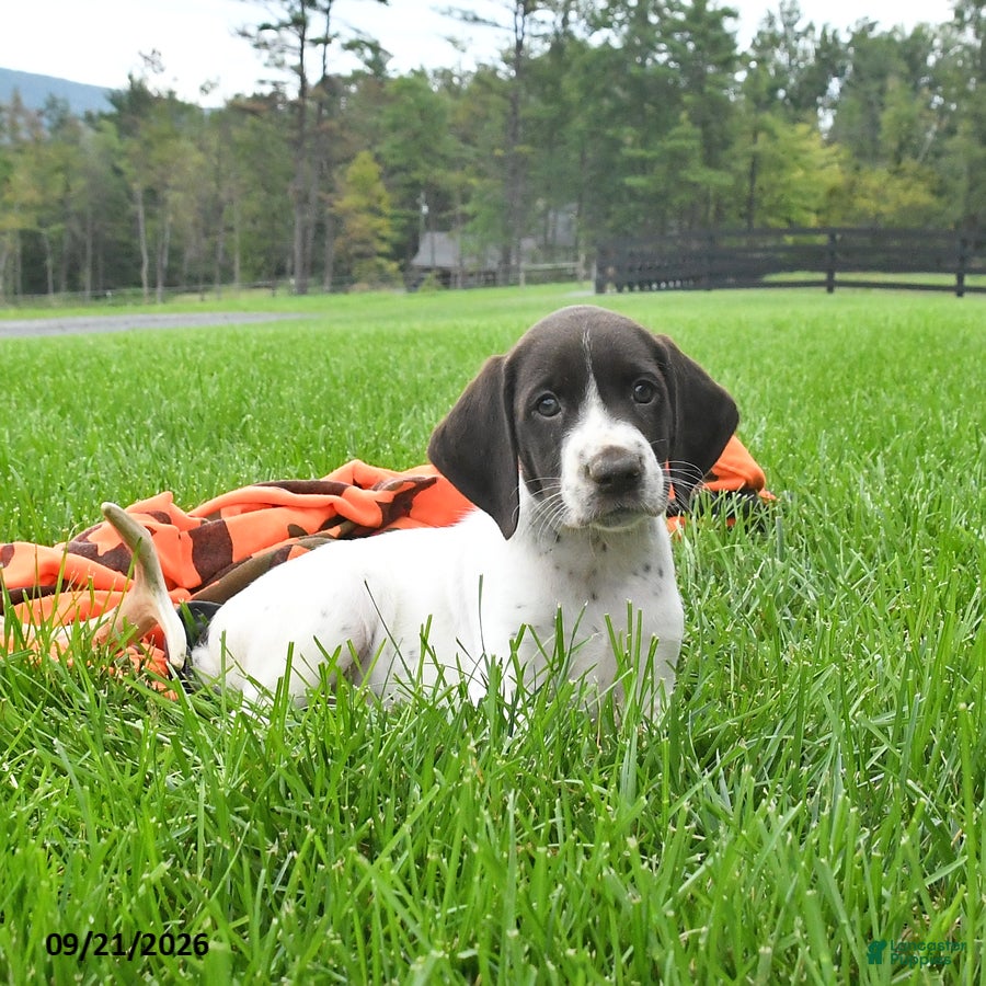 German Shorthaired Pointer dogs Sundance - Ad 2