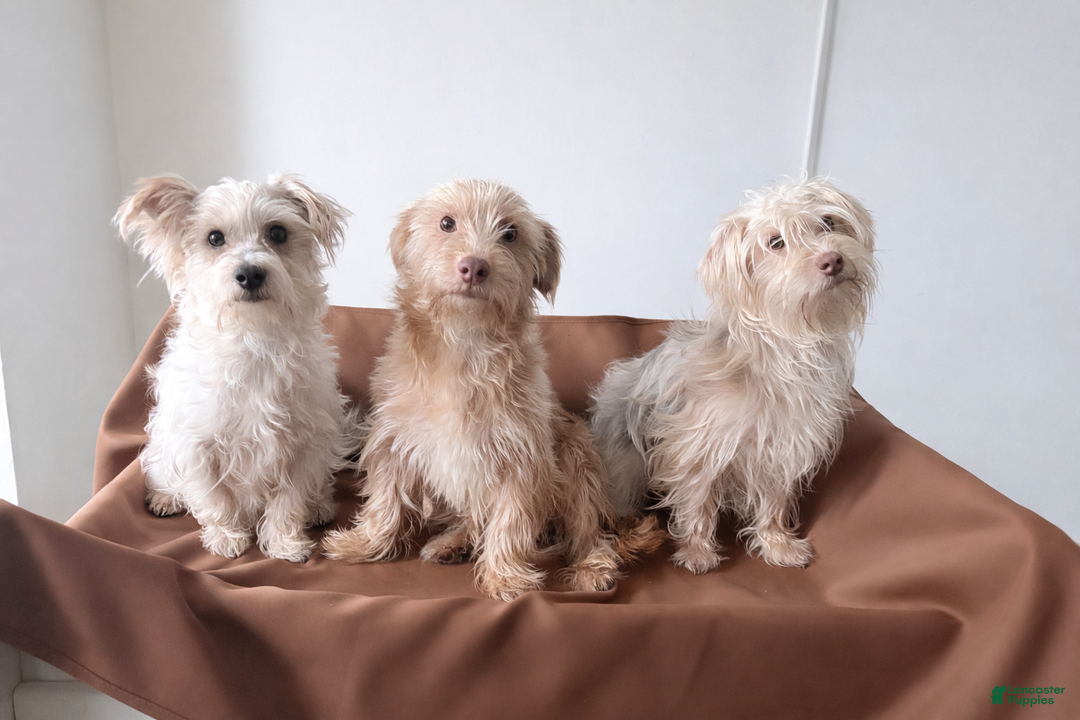 Morkie dogs for stud: Chocolate  - Ad 2