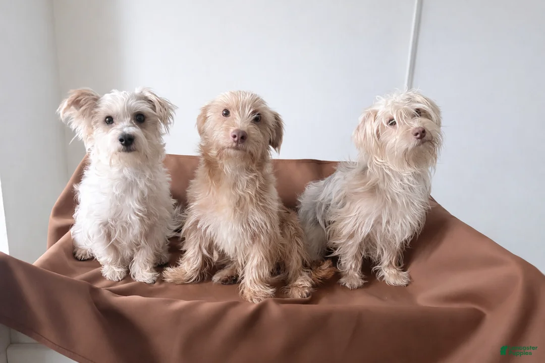 Morkie dogs for stud: Chocolate  - Ad 2