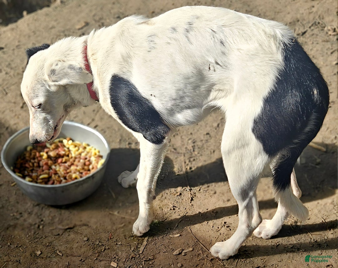 Border Collie dogs for sale: Dreami (Runt) - Ad 16