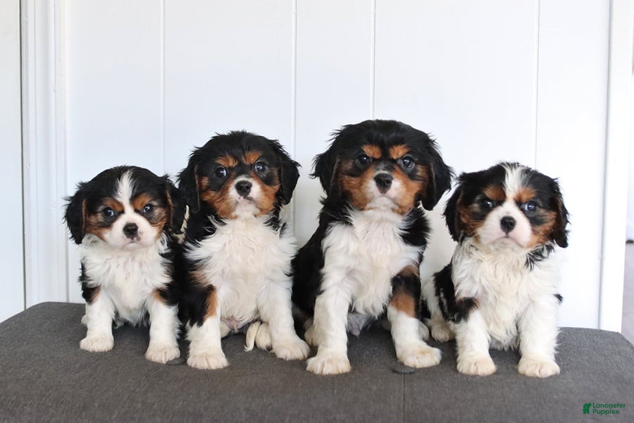 Cavalier King Charles Spaniel dogs Casper - Ad 2
