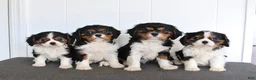 Cavalier King Charles Spaniel dogs for sale: Casper - Ad 2