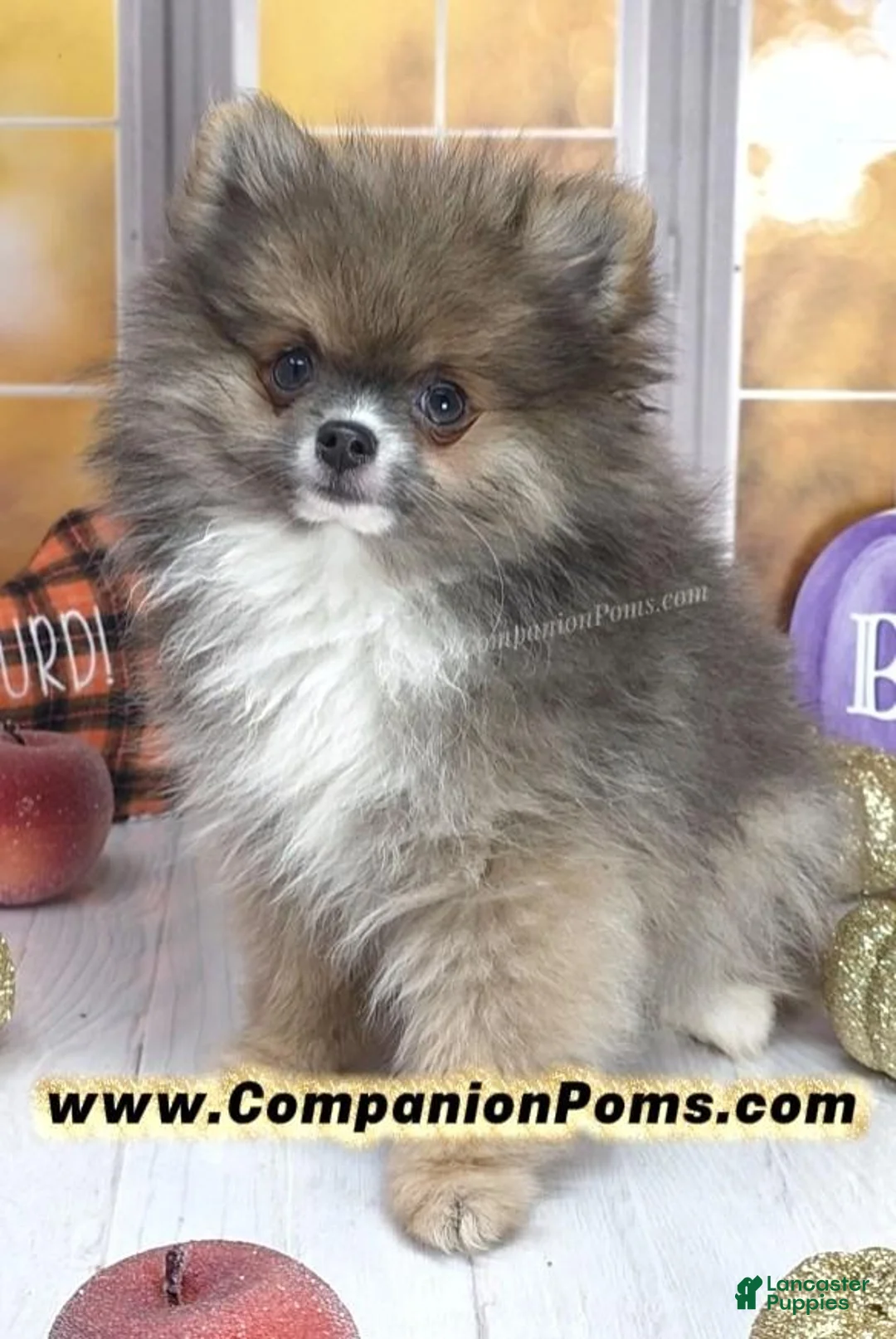 Pomeranian dogs for sale: 💙 Snickers –3.5-4 Pounds Adult Size -Rare Blue Sable Pomeranian Boy 💙🐾 - Ad 1