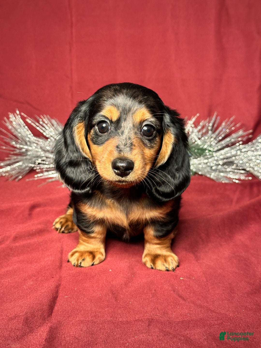 Miniature Dachshund dogs for sale: Hudson - Ad 1