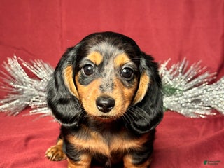 Miniature Dachshund dogs Hudson - Ad 3