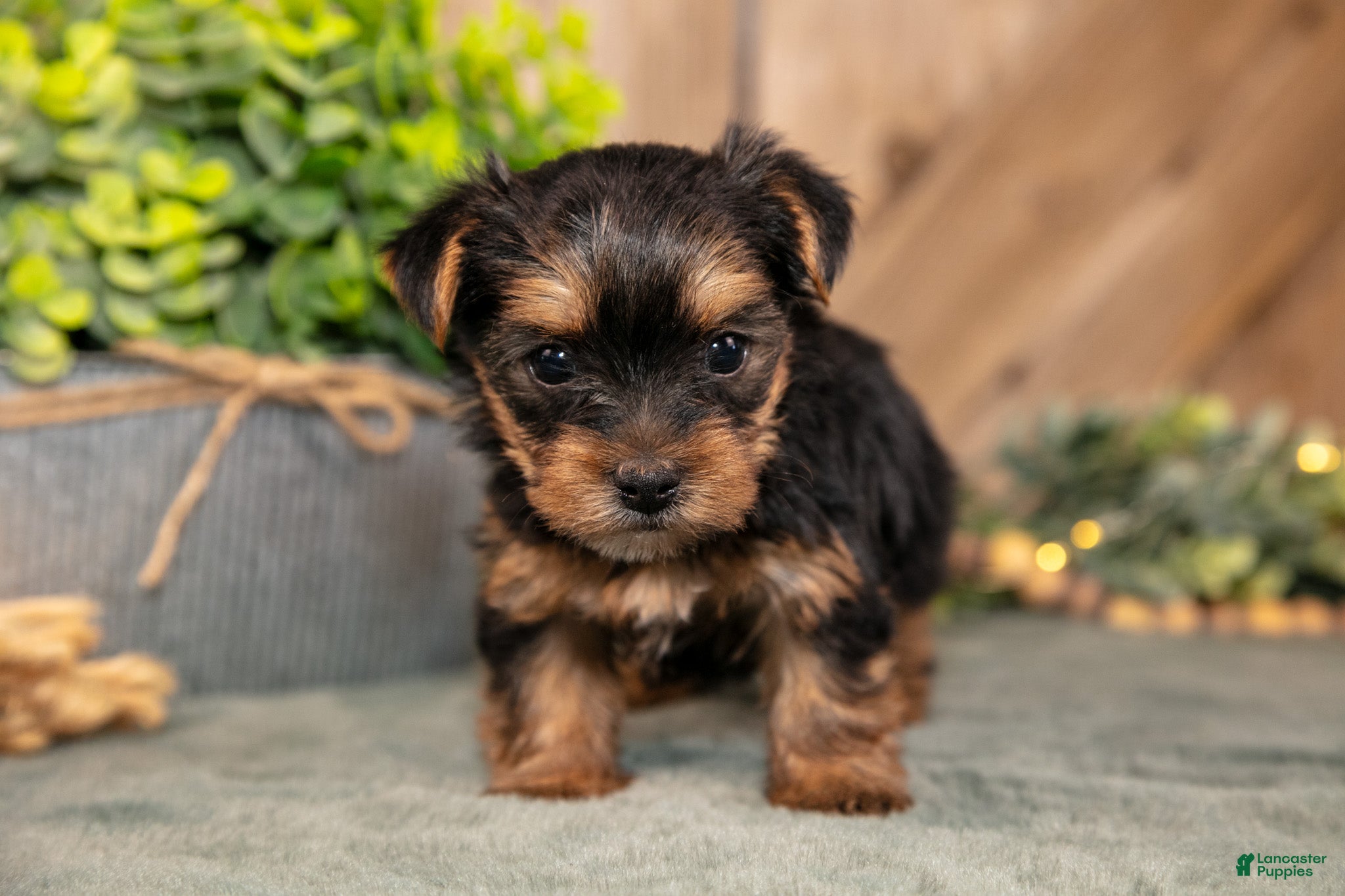 Yorkshire Terrier dogs Faith - Ad 1