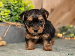Yorkshire Terrier dogs for sale: Faith - Ad 3