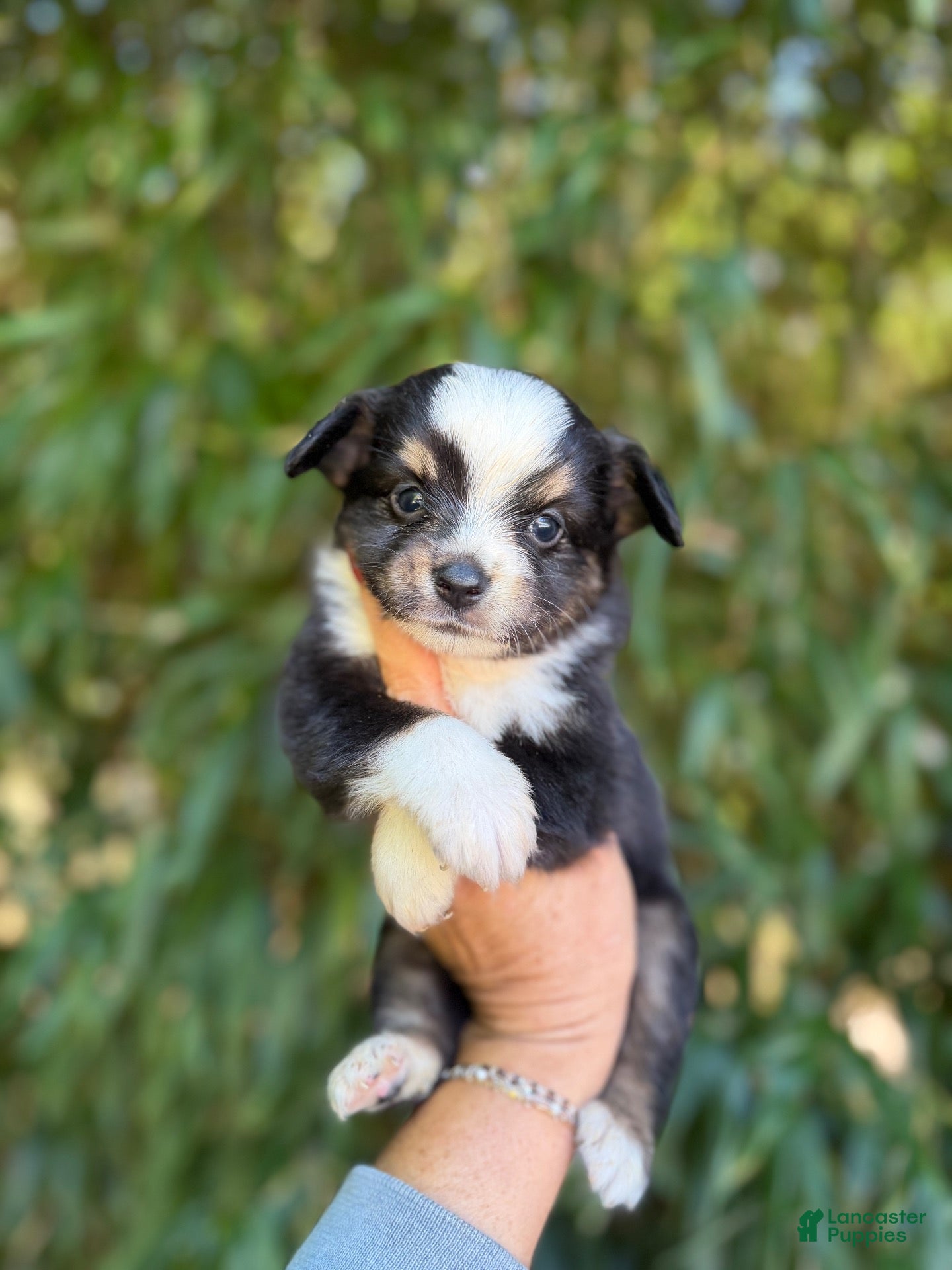 Miniature Australian Shepherd dogs Miniature Australian Shepherd 1 - Ad 26