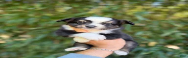 Miniature Australian Shepherd 1