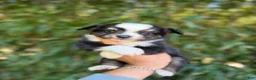 Miniature Australian Shepherd dogs for sale: Miniature Australian Shepherd 1 - Ad 1