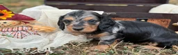 Miniature Dachshund dogs for sale: SILKY DAPPLE  - Ad 1