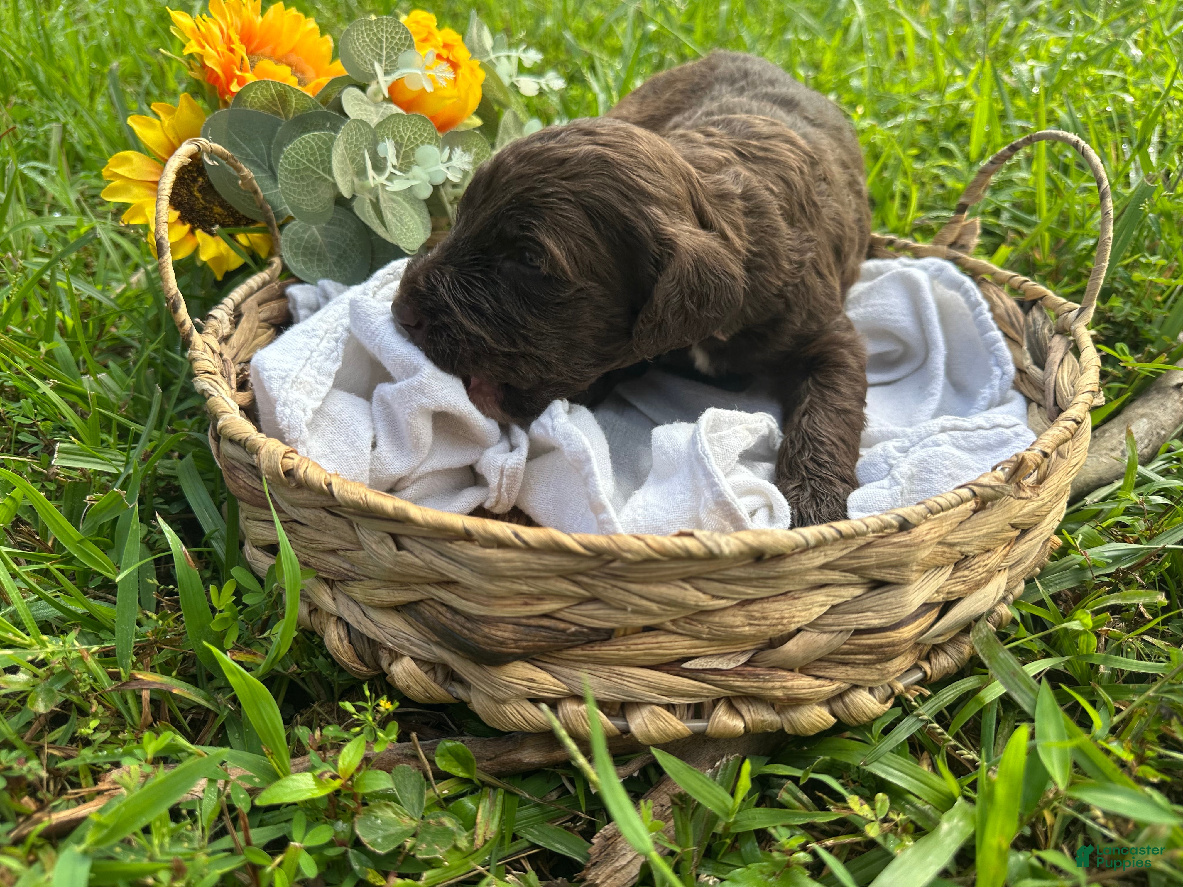 Goldendoodle dogs Goldendoodle 1 - Ad 1