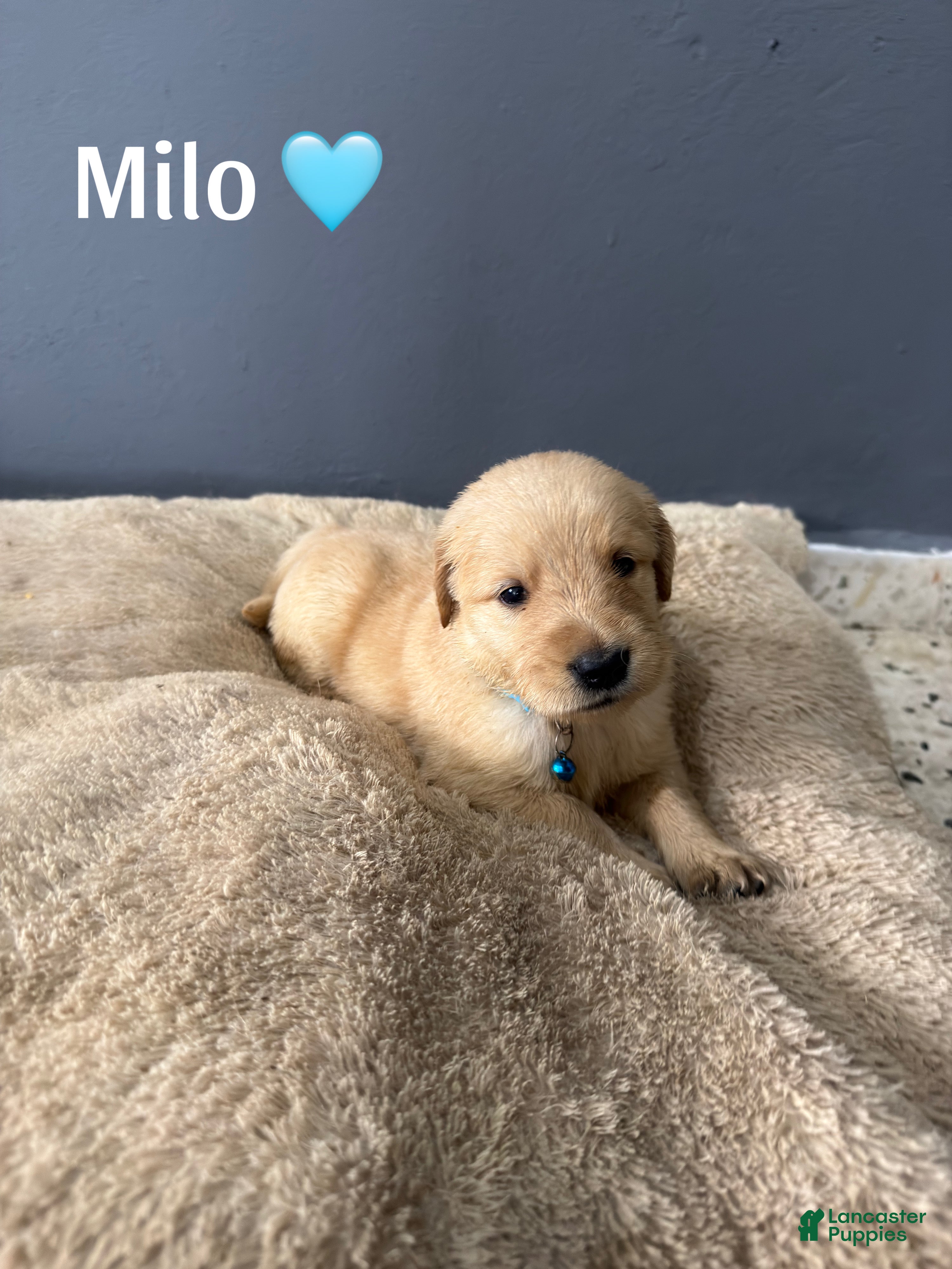 Golden Retriever dogs Milo 🩵 - Ad 22