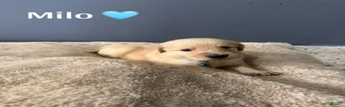 Milo 🩵