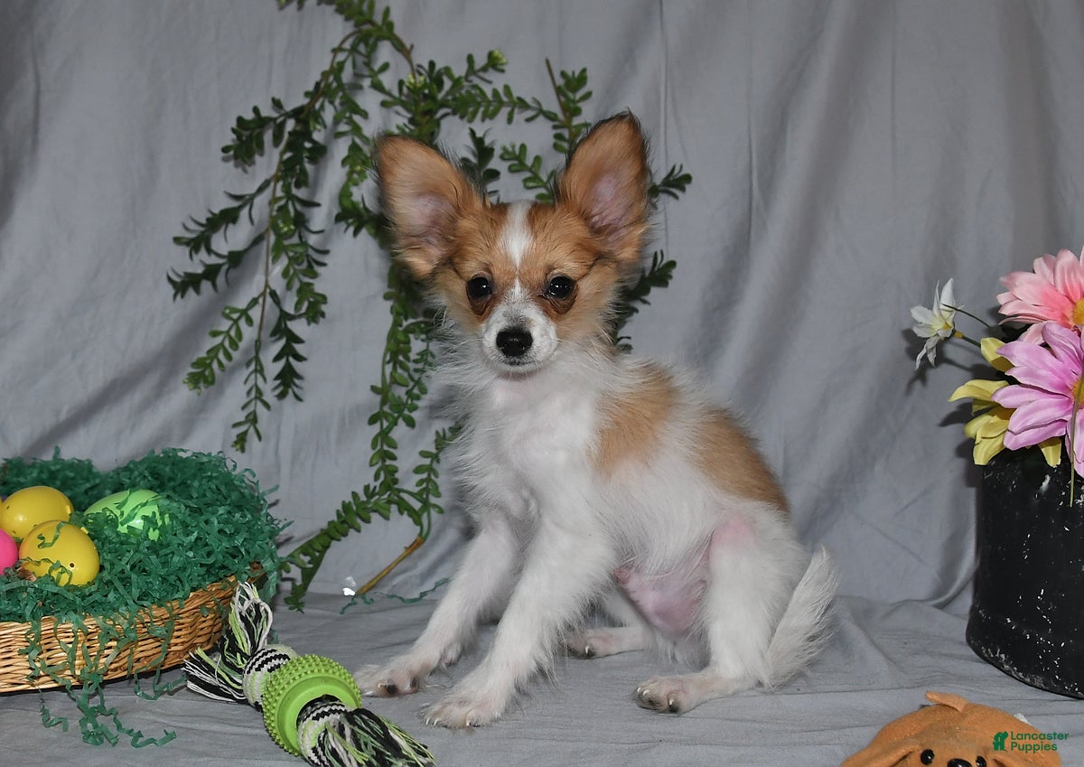 Papillon dogs Nipper - Ad 2