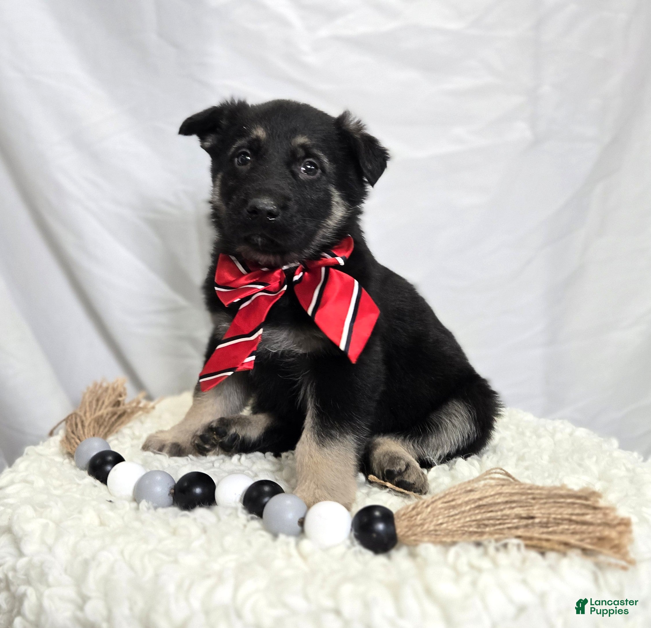 German Shepherd dogs Rusty - Ad 1