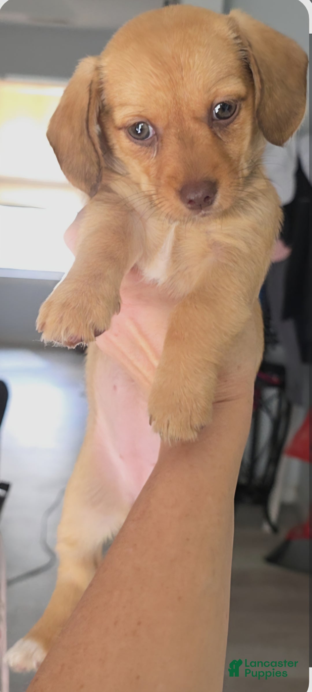 Mixed Breed dogs for sale: Ginger - Ad 6