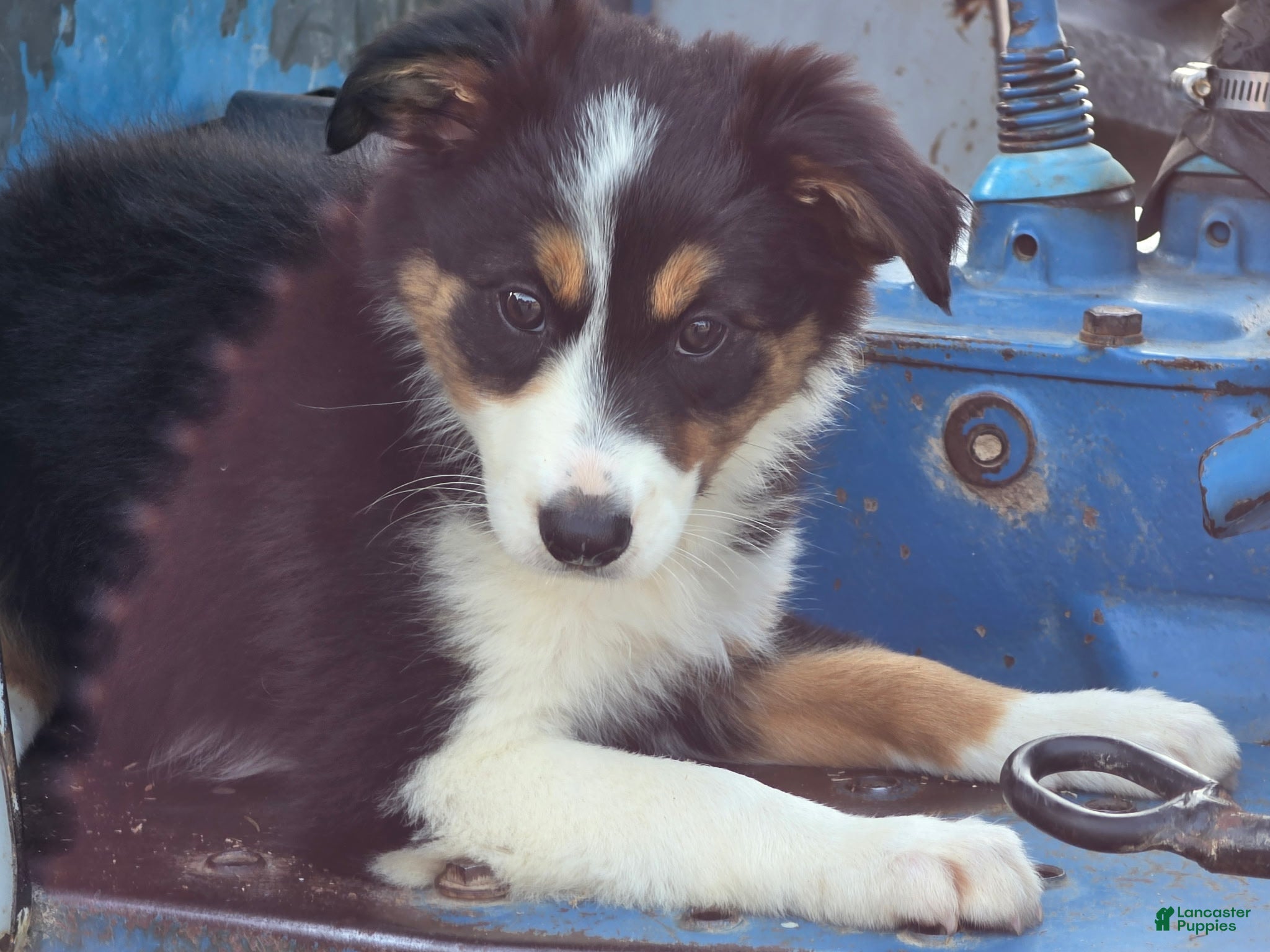 Border Collie dogs Lucy - Ad 5