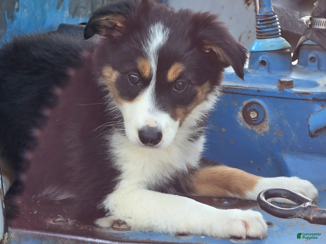 Border Collie dogs for sale: Lucy - Ad 1
