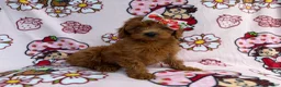 Cavapoo dogs for sale: Bella - Ad 3