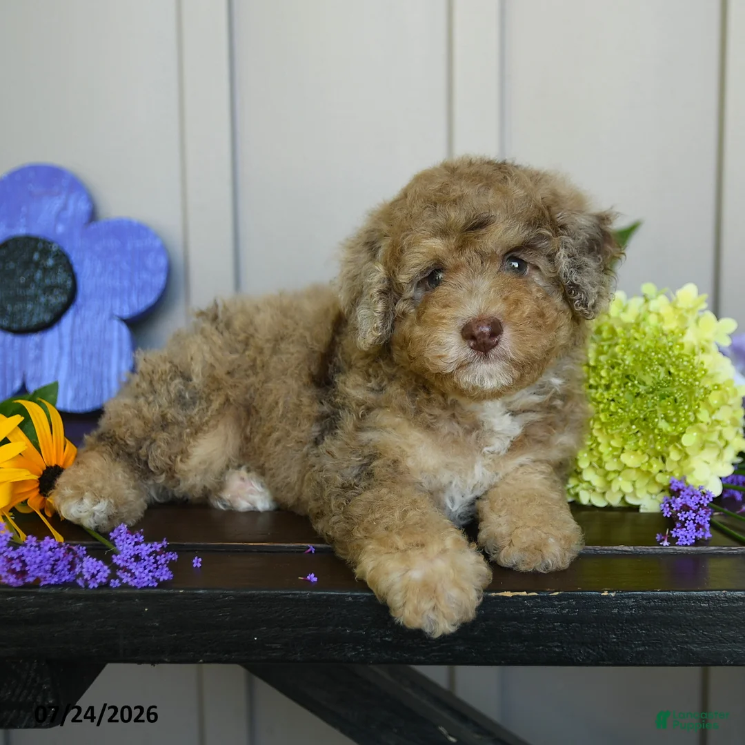 Miniature Poodle dogs for sale: Grace - Ad 3