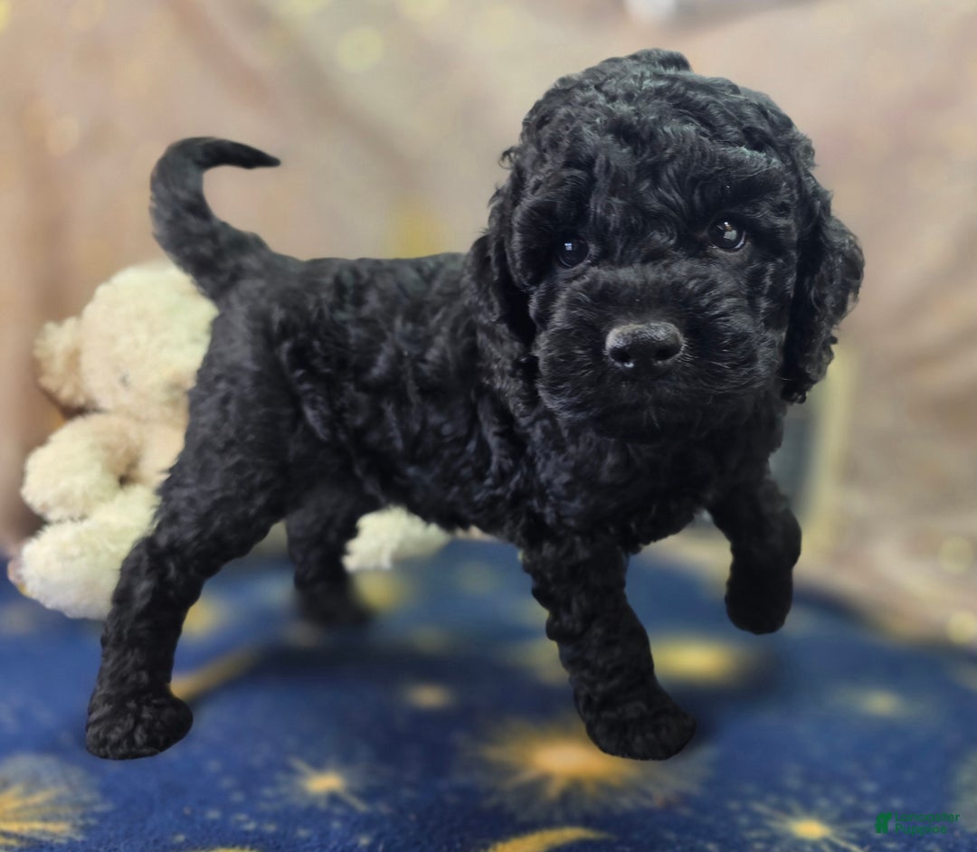 Cockapoo dogs for sale: Foggy - Ad 17