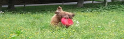 Portuguese Water Dog dogs for sale: Madelyn - Ad 20