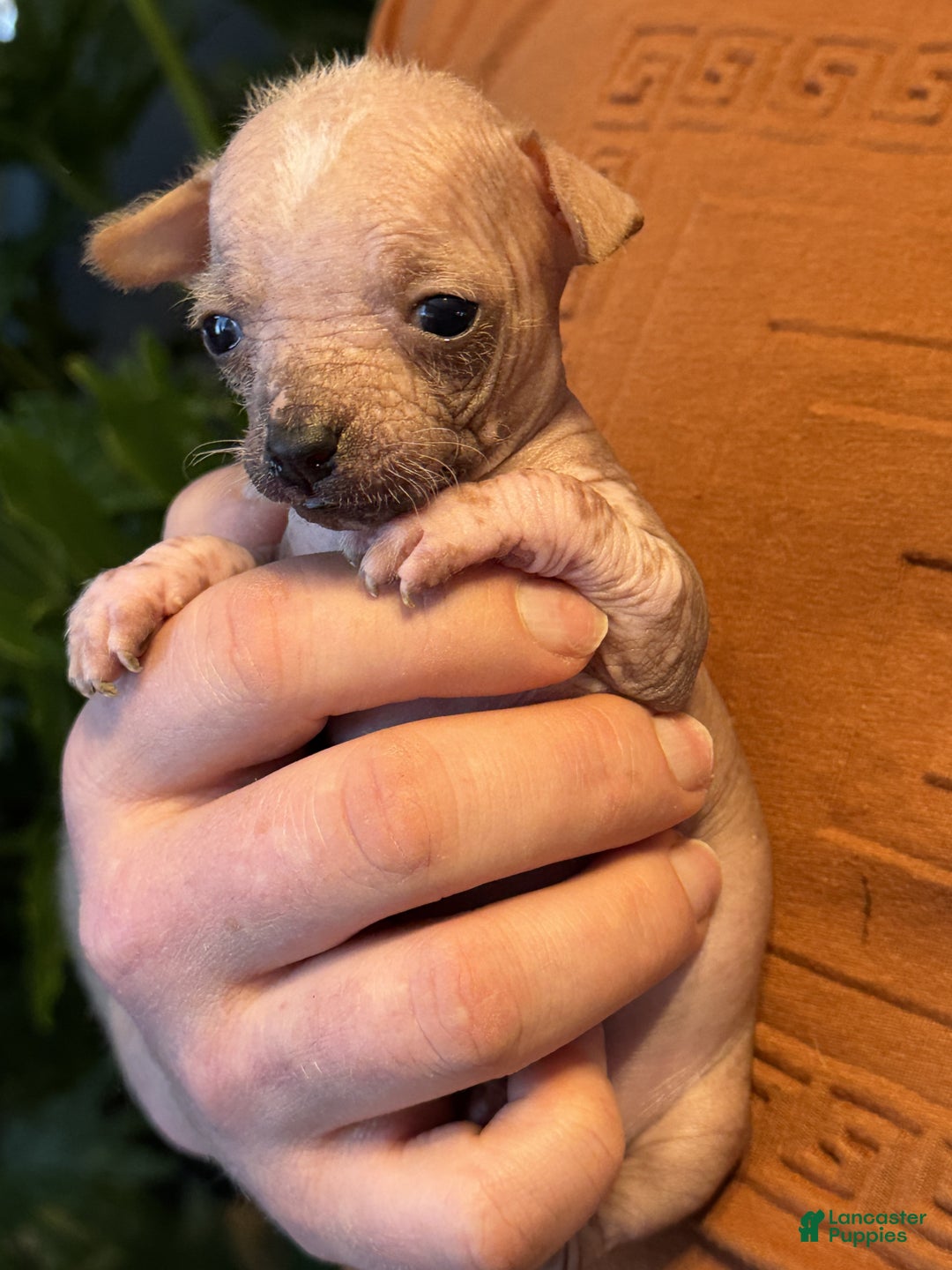 Mixed Breed dogs for sale: Princess  - Ad 12