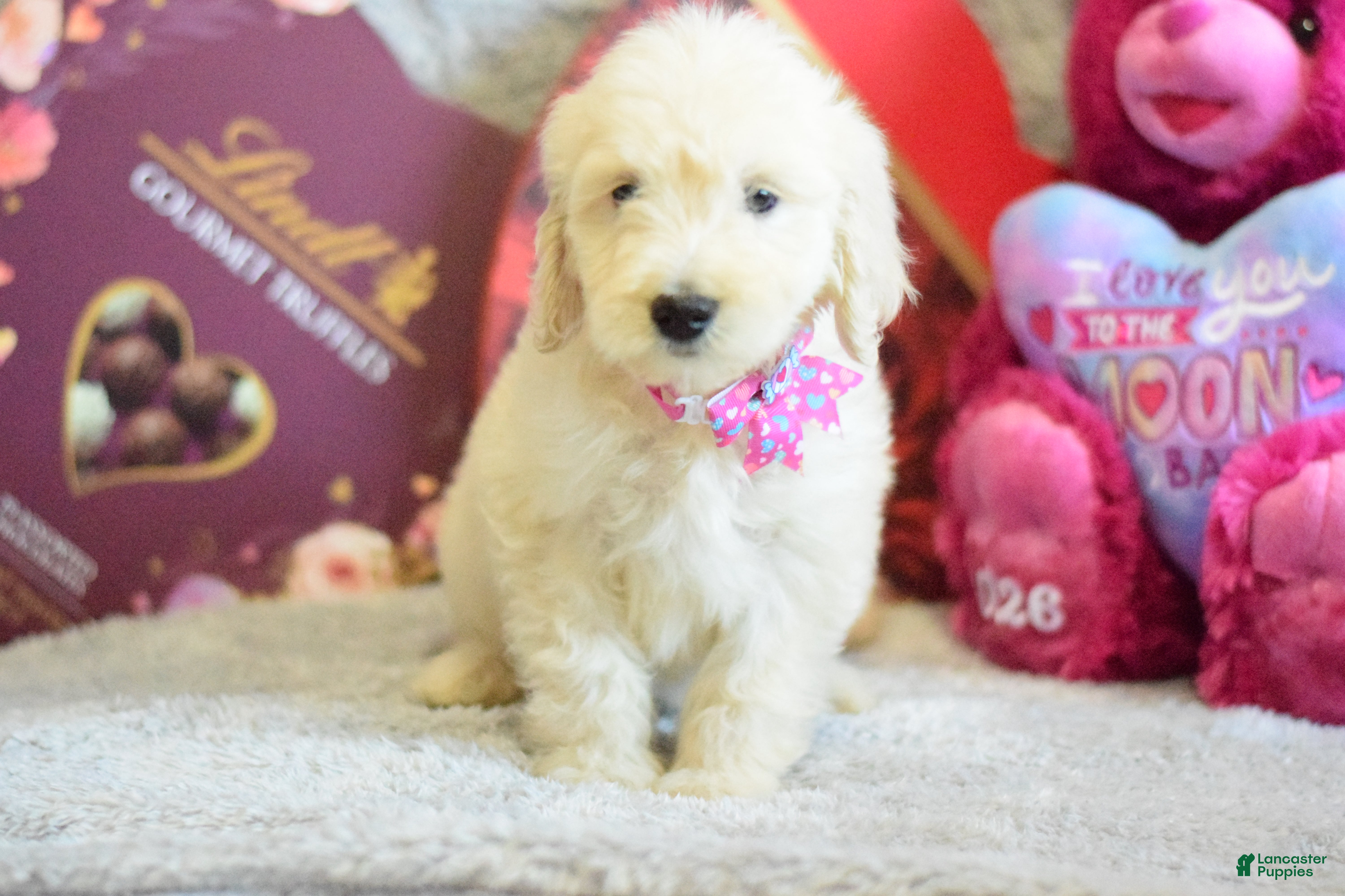 Goldendoodle dogs Goldendoodle Puppy 1 - Ad 1