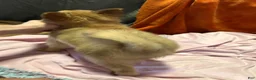 Mixed Breed dogs for sale: Honeybear - Ad 5