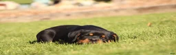 Rottweiler dogs for sale: Rottweiler 1 - Ad 5