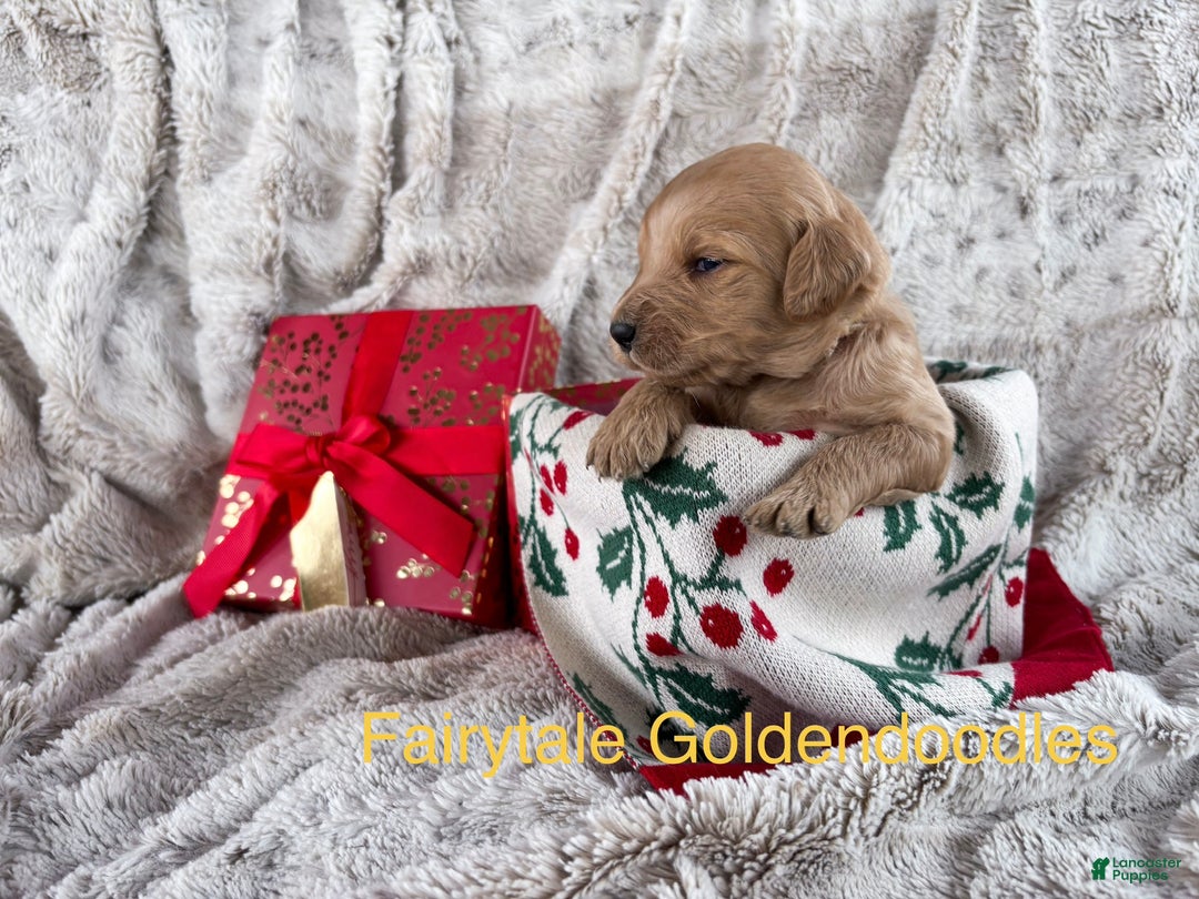 Goldendoodle dogs for sale: Fawn - Ad 5