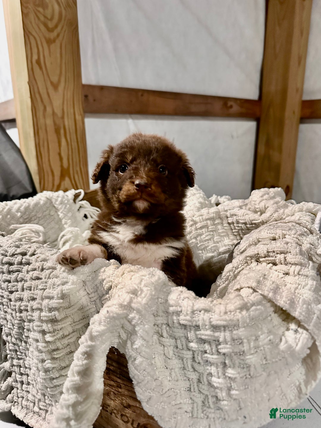 Aussiedoodle dogs for sale: Darla - Ad 3