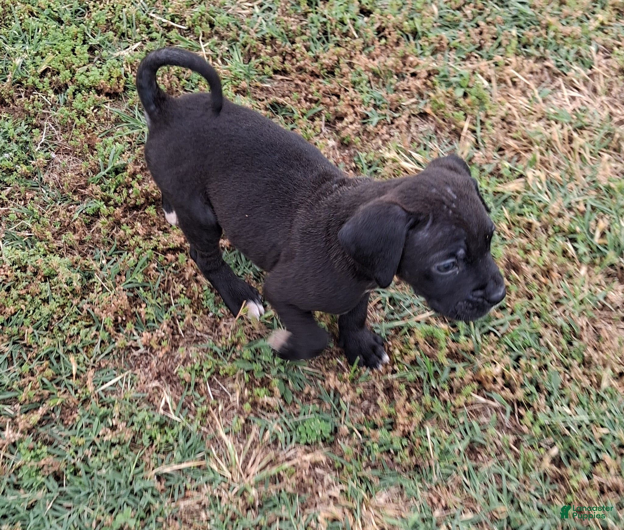 Mixed Breed dogs Lobi - Ad 42